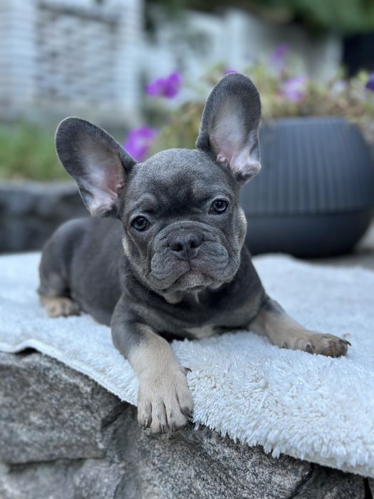 Щенки французкого бульдога