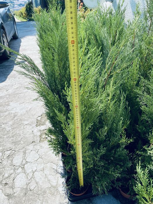 Leylands vaso 1L entre 50 a 80cm