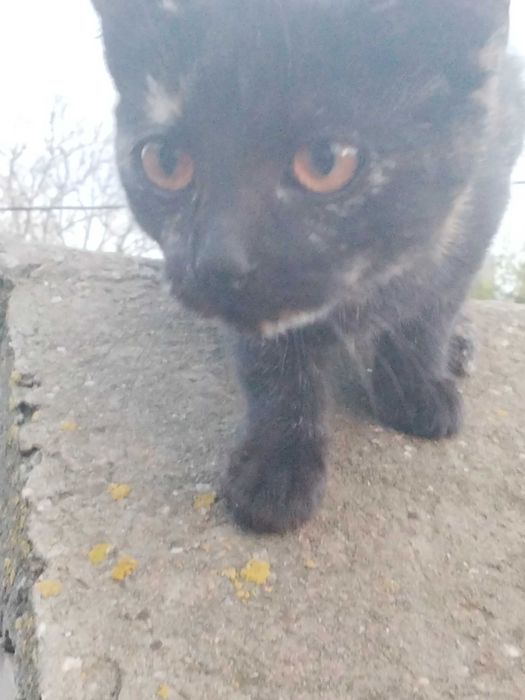 3-х місячна кішечка