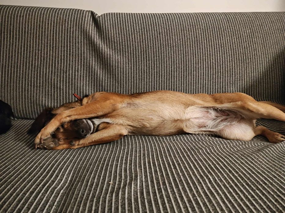 Cudowna Leti szuka domku