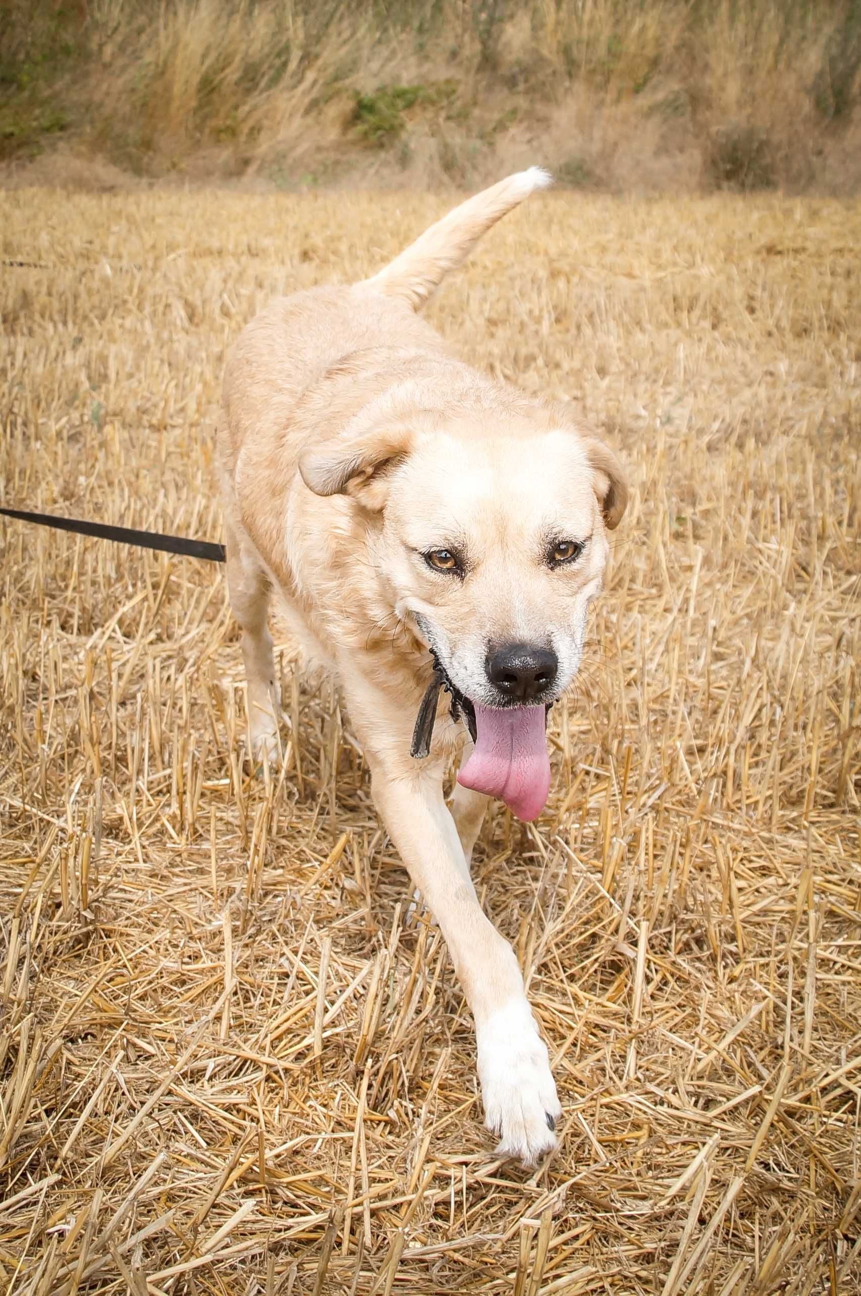 Dżeni- piękna i delikatna labradorowata sunia szuka domku na stałe.