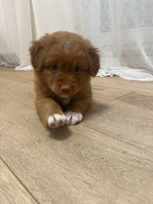 nova scotia duck tolling retriever