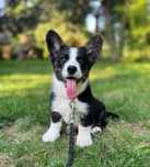 Welsh Corgi Cardigan szczenie FCI