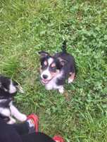 Border collie suczka tricolor Rita