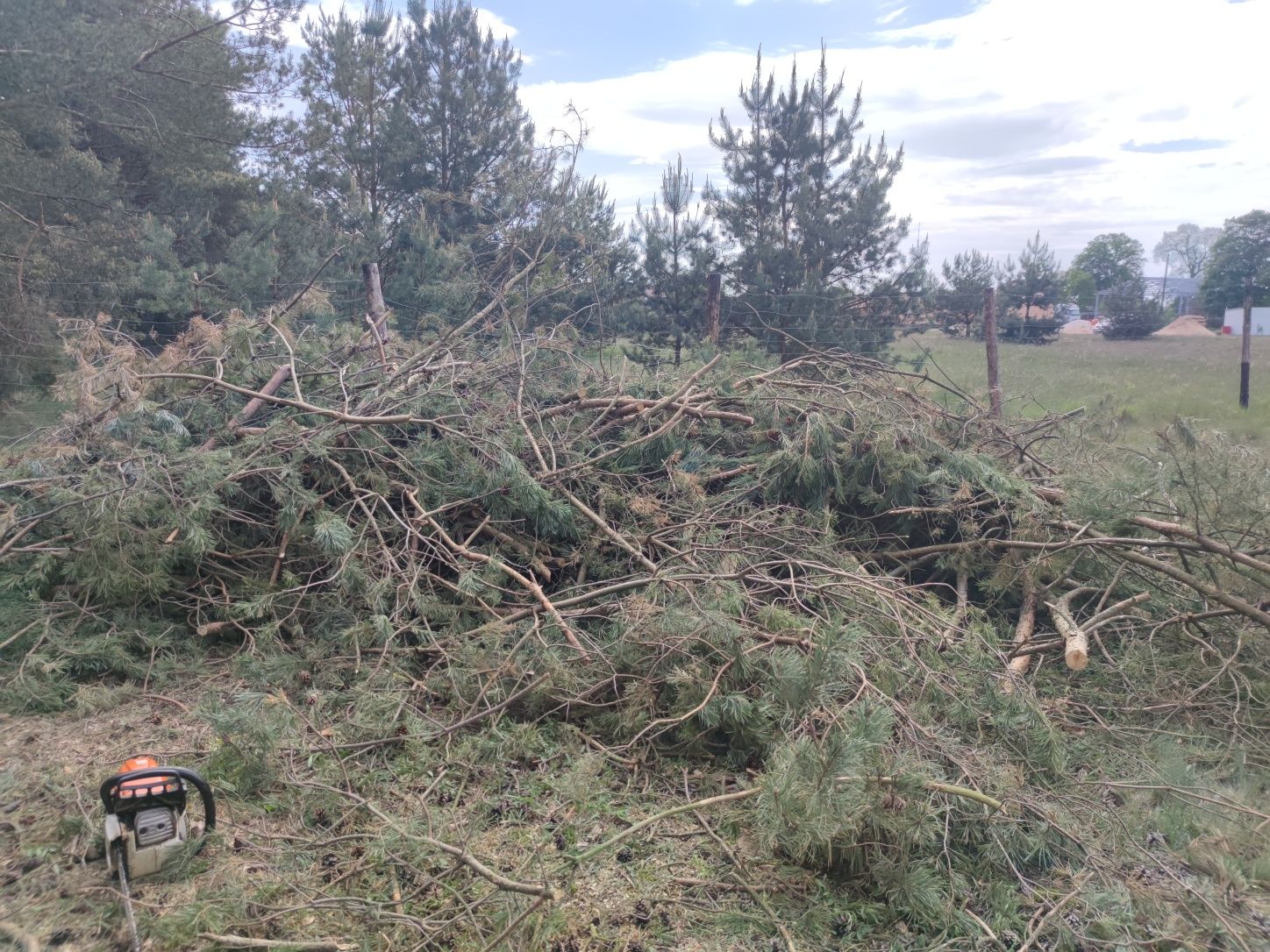 Drzewo na opał / gałęzie za darmo