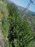 Pomar de cerejas