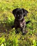 Suczka shih tzu szuka domu