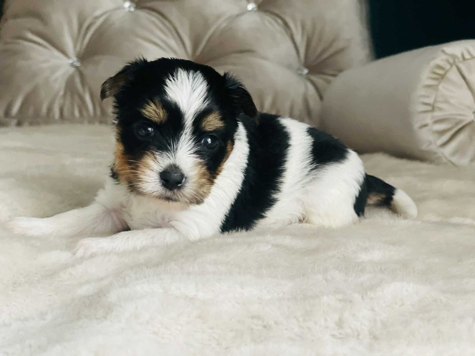 York Biewer - piękna malutka suczka po sprawdzonych przodkach.