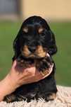 Cocker spaniel angielski