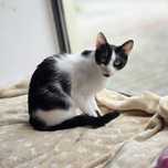 Adopcja delikatna i subtelna kotka