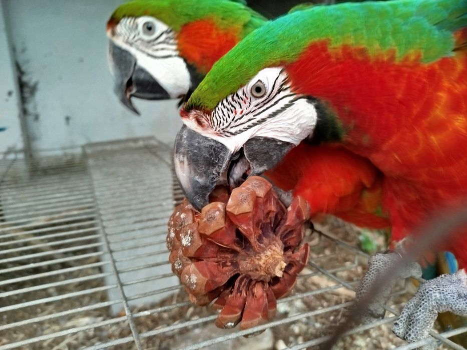 Araras arlequins (hibridas) diversas idades