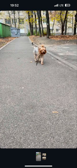 Цуценя йорка йоркшерський терєр