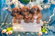 Rhodesian ridgeback - Ślask dostepne 3 suczki