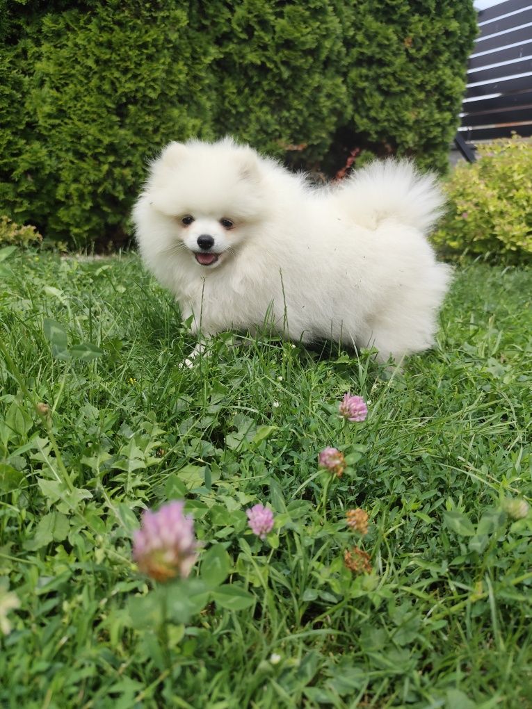Szpic miniaturowy pomeranian, piesek