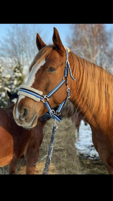 Koń do współdzierżawy