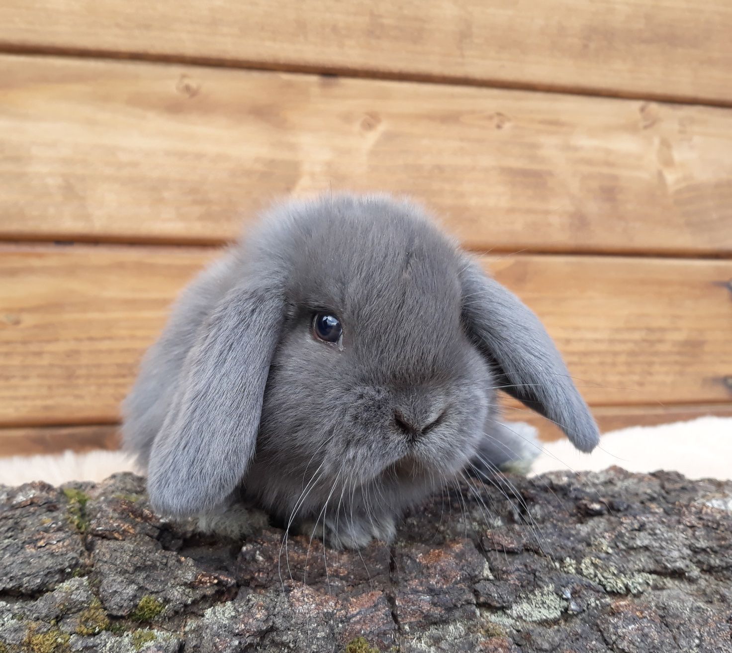 Królik karzełek baran niebieski mini lop