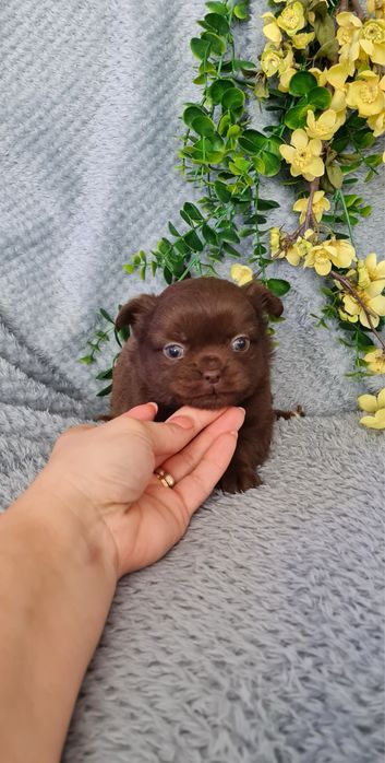 Excecional mini chocolatinha semi pelo Chihuahua/Chiuaua de Qualidade