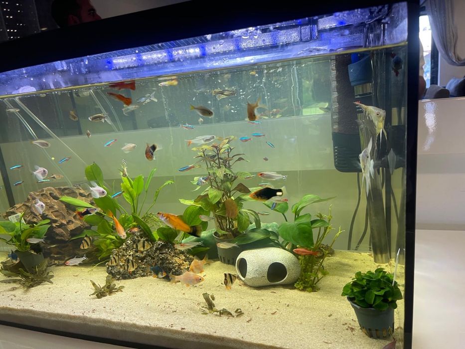 Aquario como novo