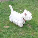 West highland white terrier, reproduktor