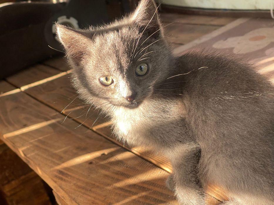 Віддам котиків в добрі руки