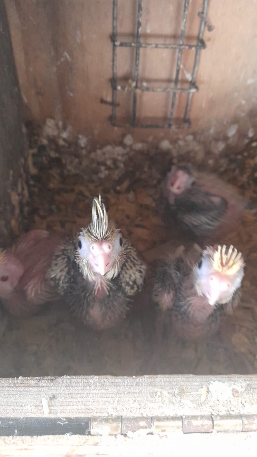 Caturras para criar à mão