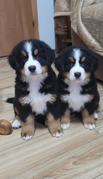 Berneński Pies Pasterski  Samiec GOTOWY DO ODBIORU