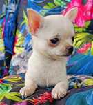 Chihuahua maleńki piesek XS z rodowodem