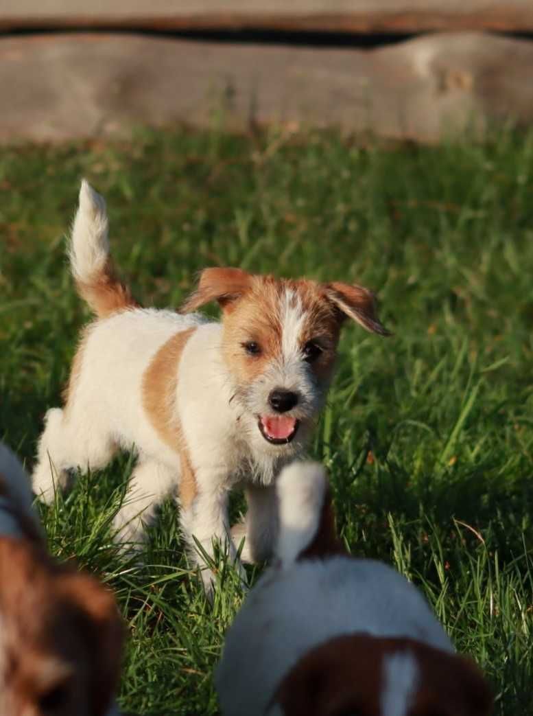 Jack Russell Terrier ZKwP, FCI piesek