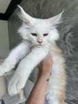 Kocurek Maine Coon
