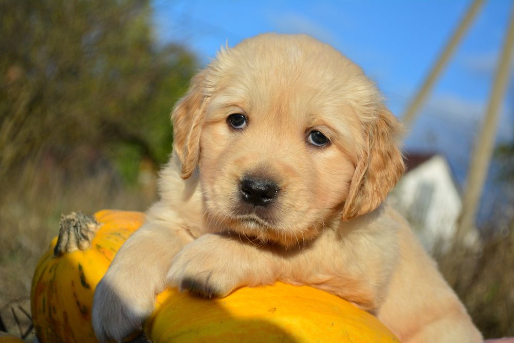 Кобель золотистого ретривера