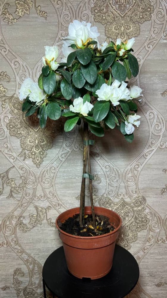 Азалія - рододендрон ( Рожева, Біла, Червона)