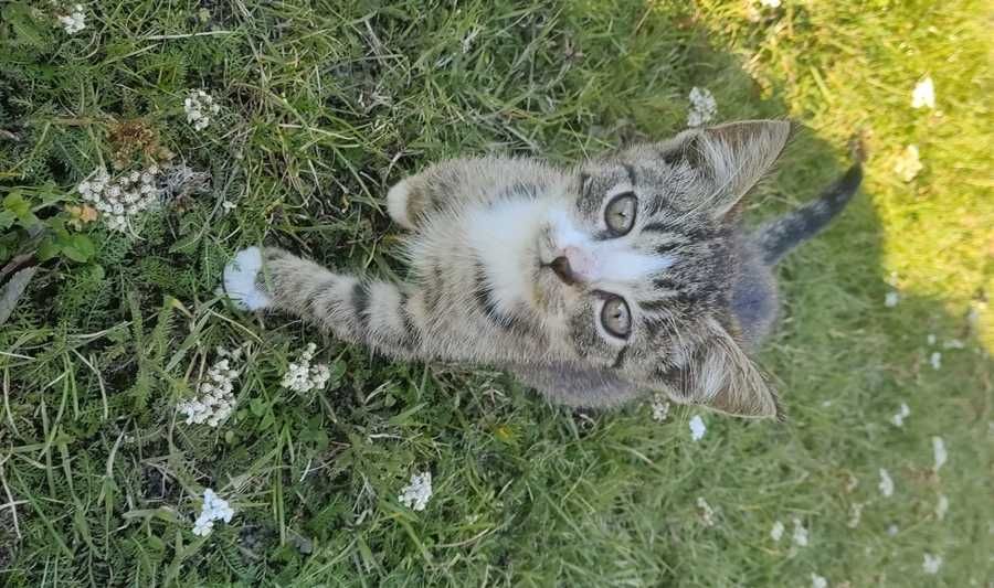 Kochane kociaki, wykochane przez dzieci :)