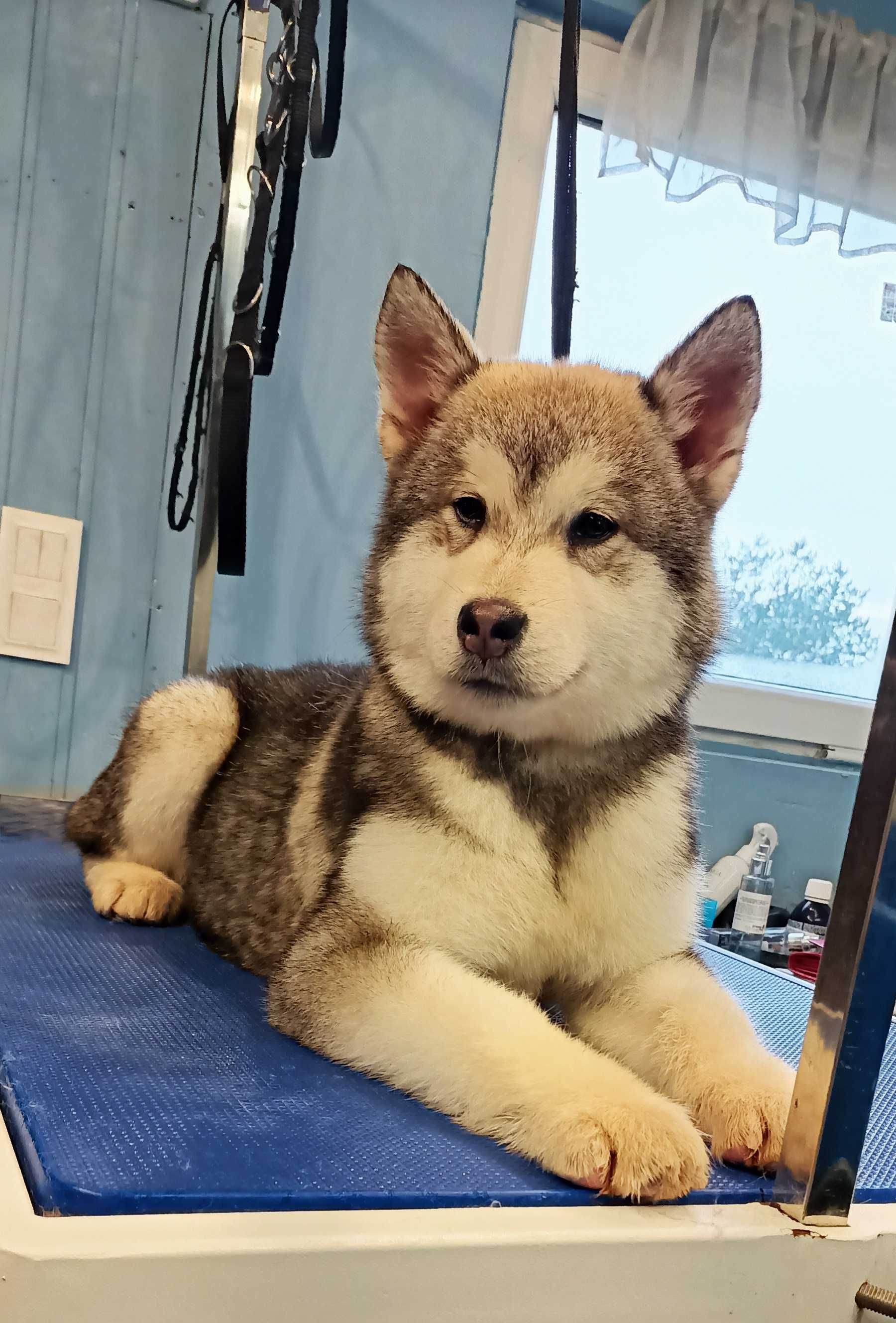 Alaskan Malamute FCI ZKwP / suczka Malamut