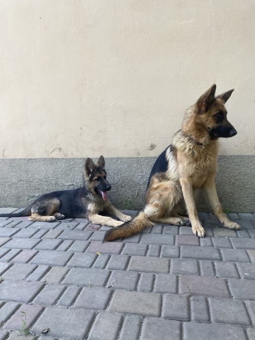 Девочка немецкой овчарки