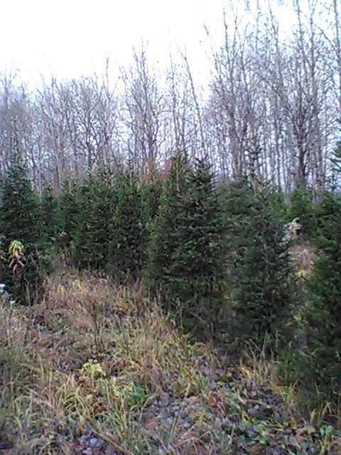 świerk pospolity formowany  , choinki świąteczne