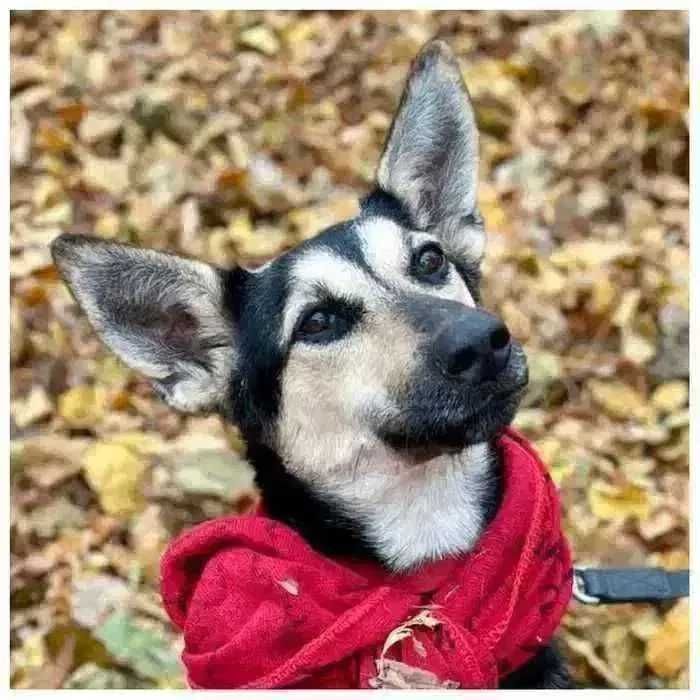 Молодая активная собака Ами