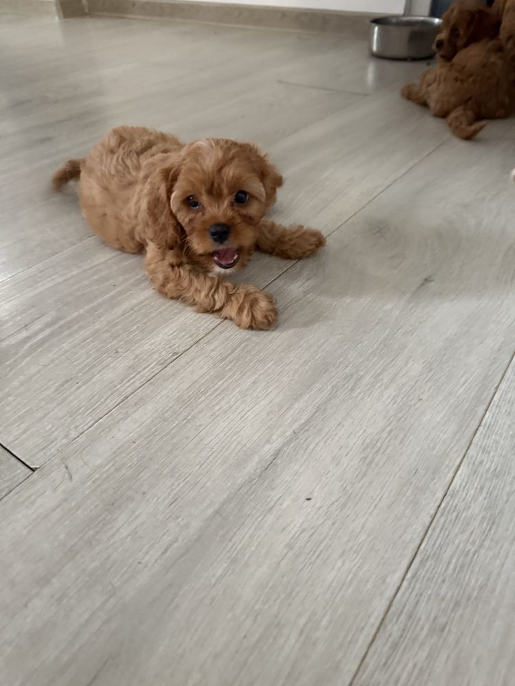 Cavapoo szczeniak f1