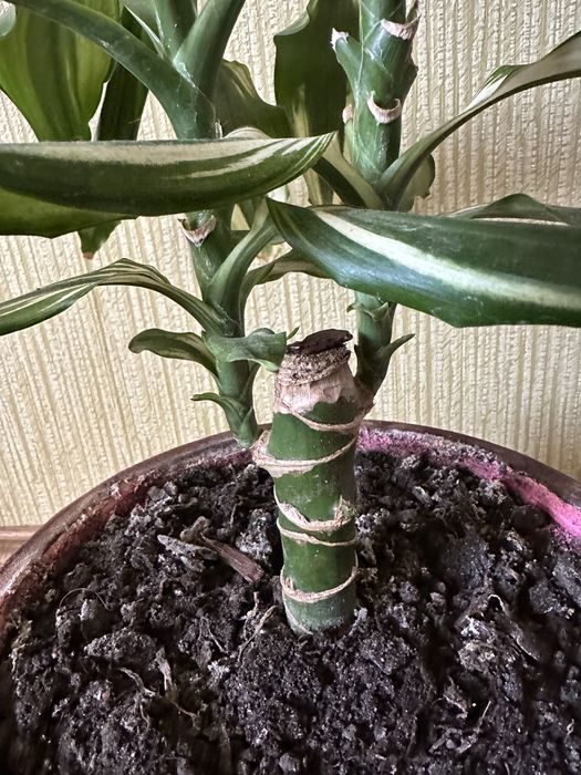 Драцена запашна, Dracaena fragrans