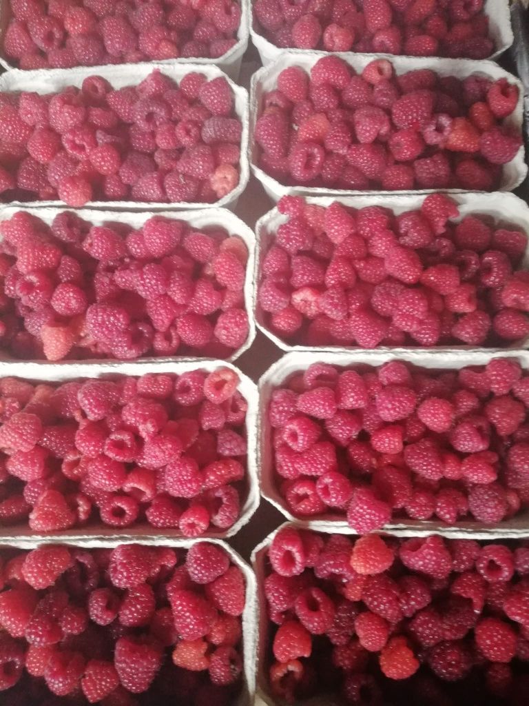 Maliny bez nawozów