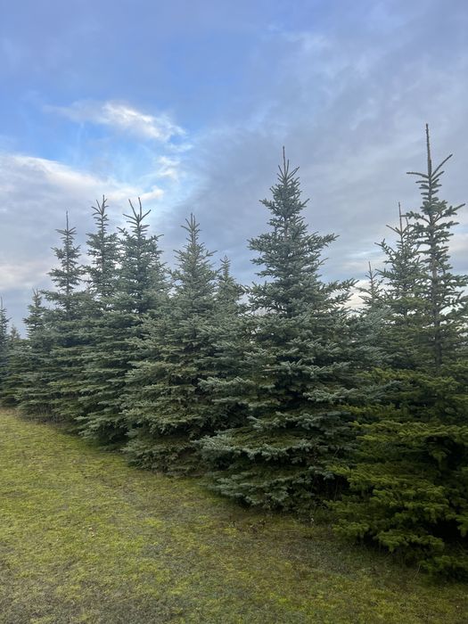 Świerk srebrny na Święta  choinka 5 m