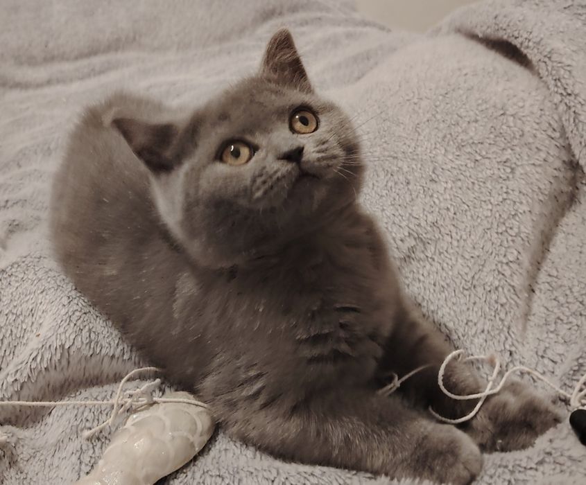 Kotka brytyjska krótkowłosa