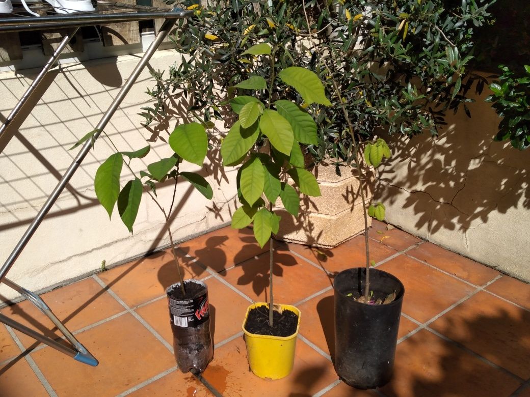 Planta anona em vaso