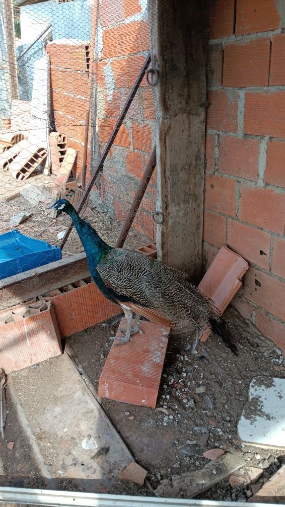 Pavão azul macho