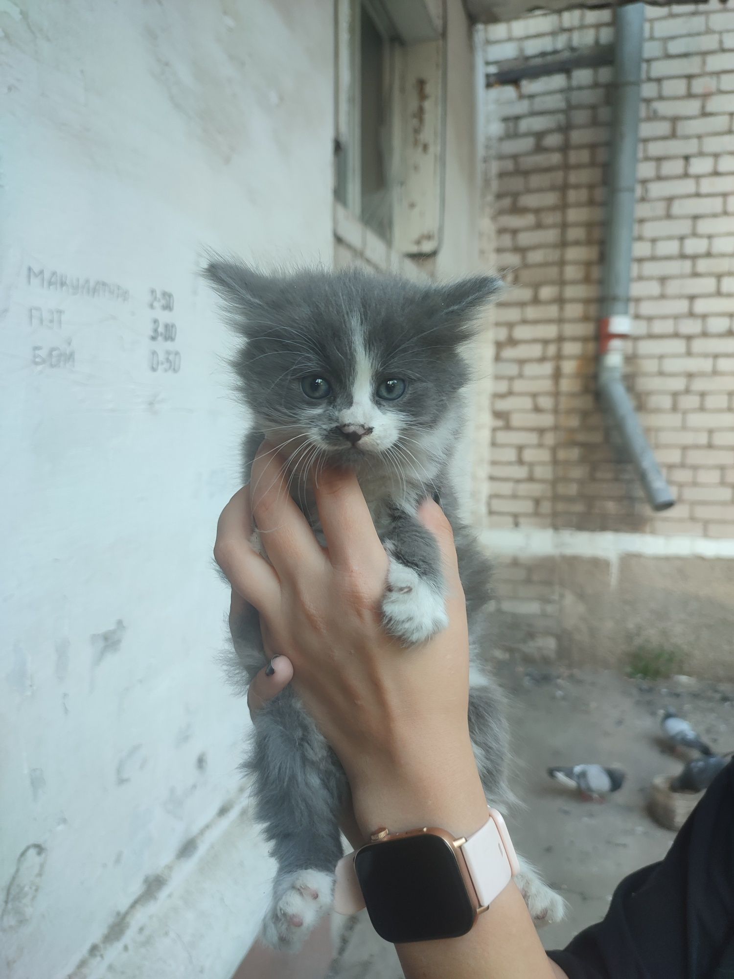 В хорошие руки отдадим котят