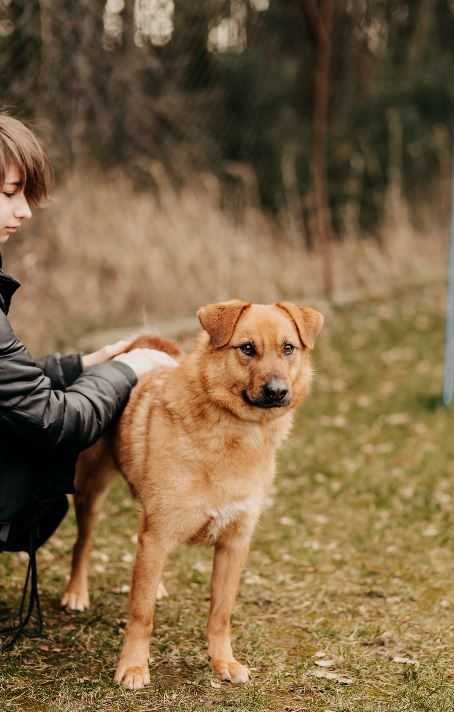 Piękny Enter poleca się do adopcji