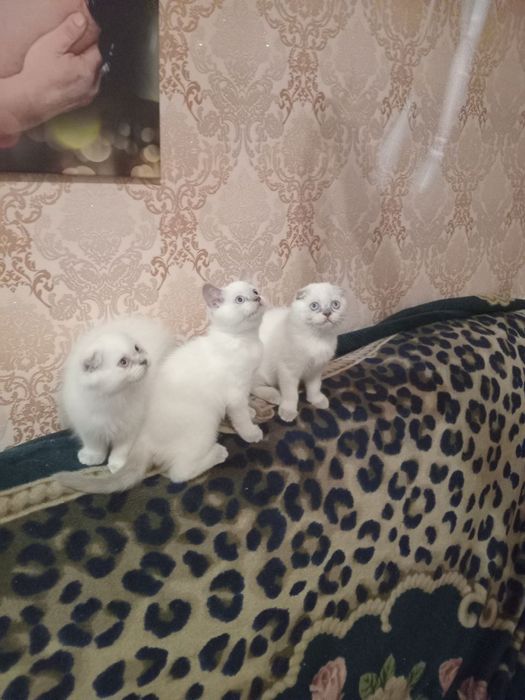 Продаются шотланские котята