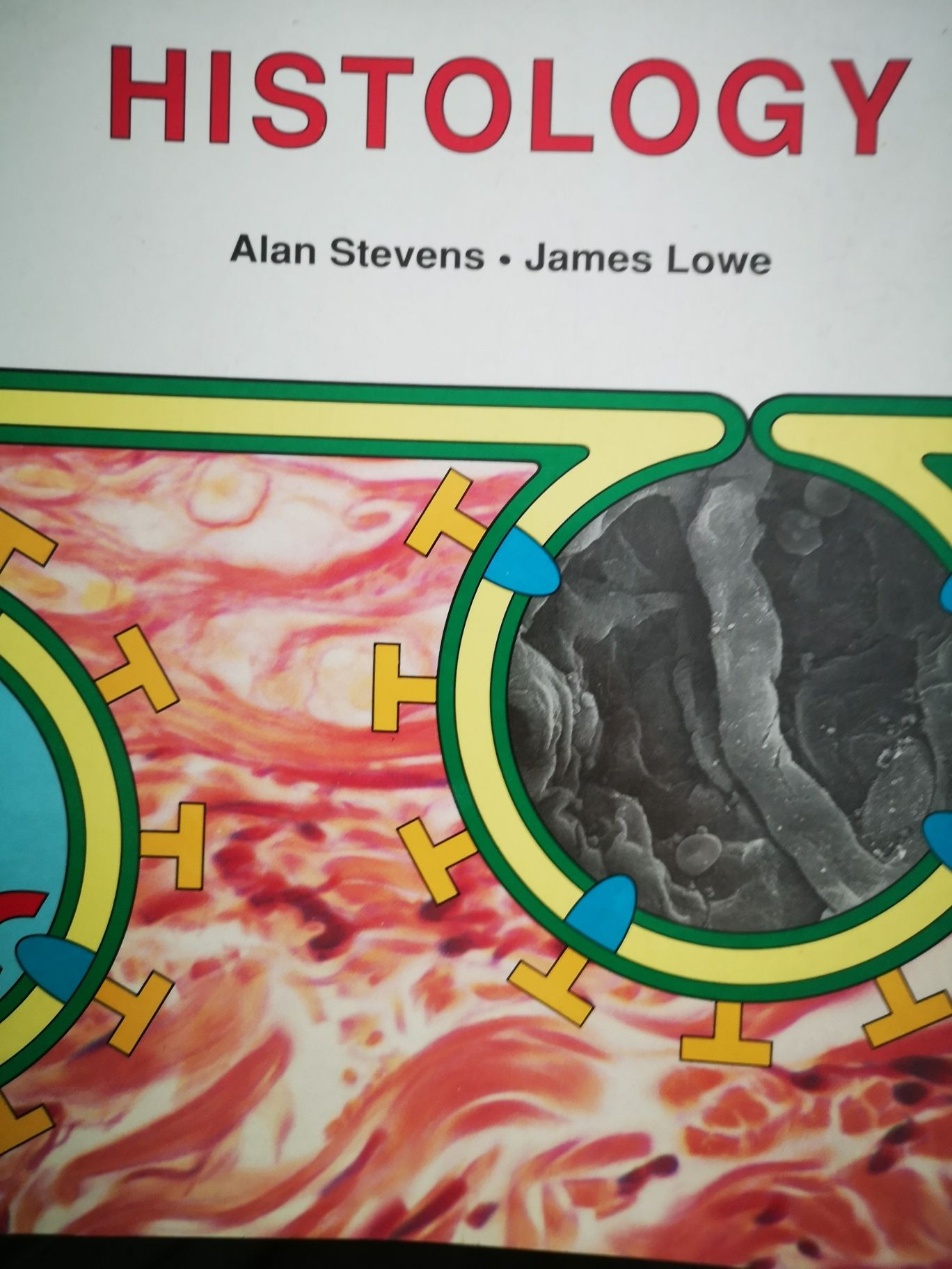 HISTOLOGY.  . Stevens. Lowe