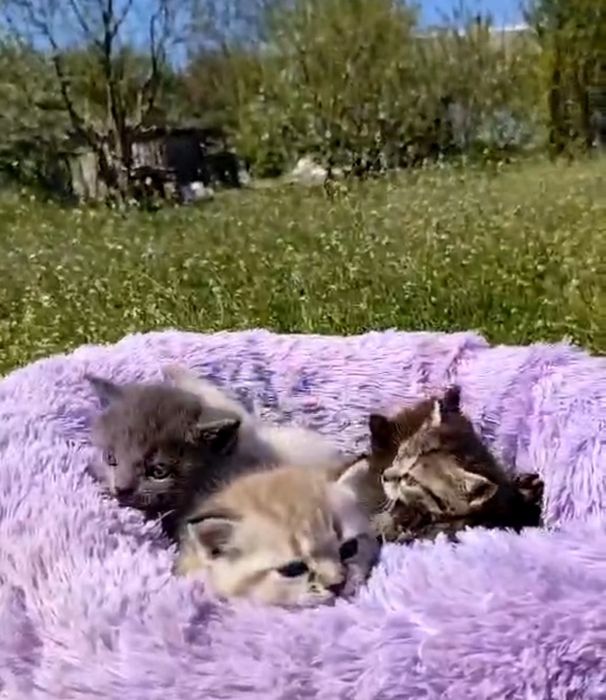 Котята ищут дом .