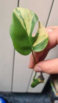 Pędówka raphidophora tetrasperma variegata do kolekcji