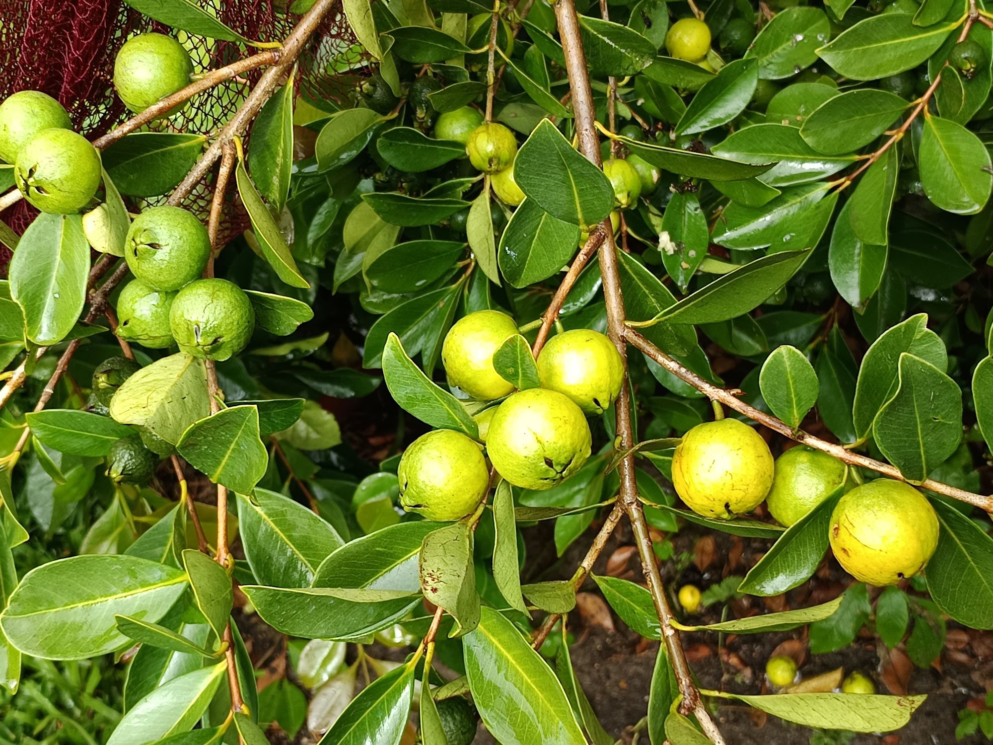 Araçás de cor amarela e vermelha